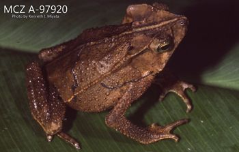 Media type: image;   Herpetology A-97920 Description: Photo of animal in life, taken in the field by Dr. Kenneth Ichiro Miyata. A slide of the photo was scanned in 2012 by Melissa Wooley.;  Aspect: lateral